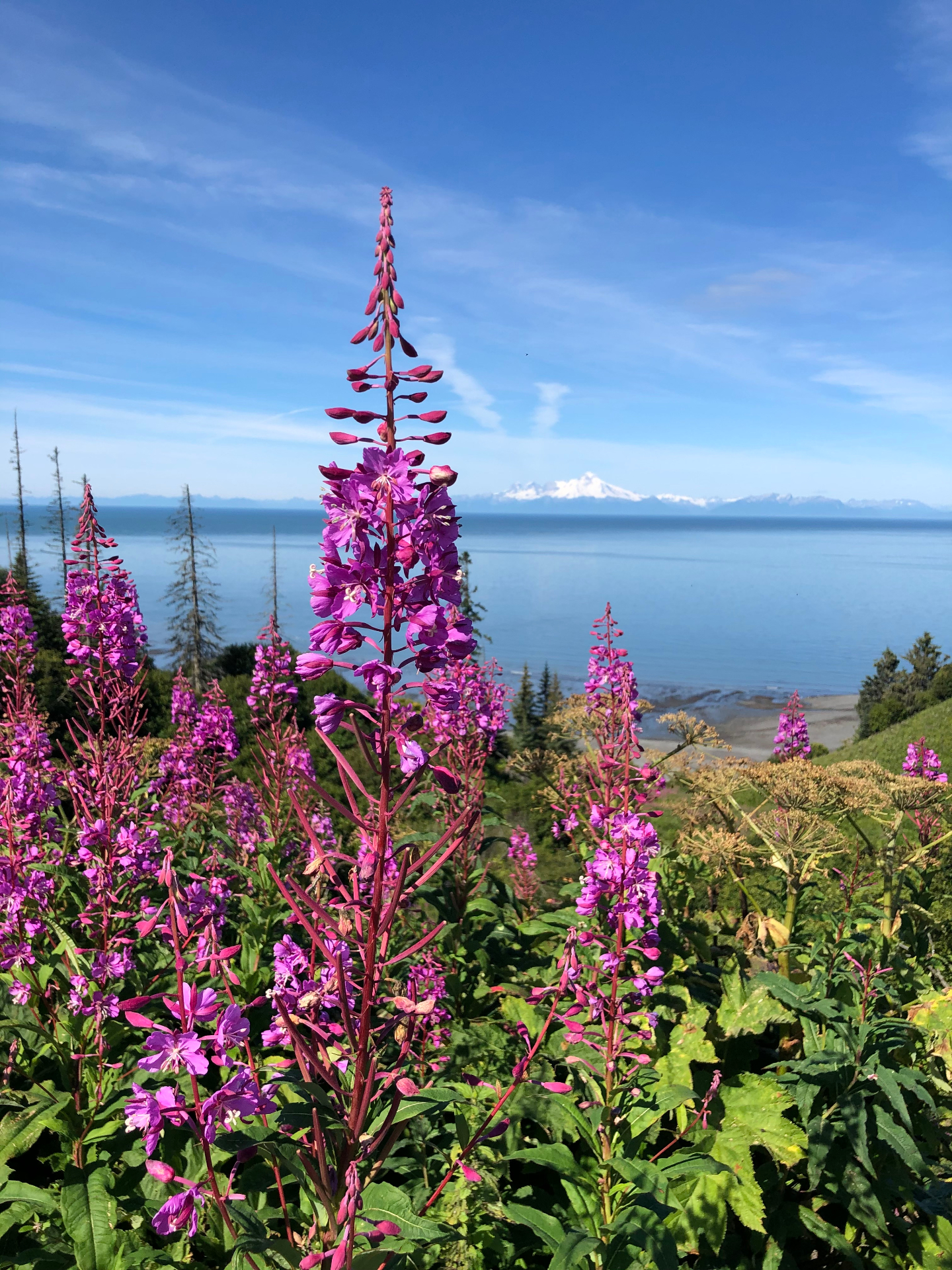 Fireweed in bloom along the Cook Inlet shoreline with the Alaska Range in the distance